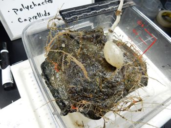 Media type: image;   Invertebrate Zoology 139304